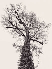 Der schwarze Baum von Ingo Menhard