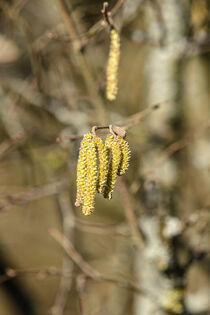 Zum Leidwesen der Allergiker by Harald Schottner