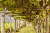 the agricultural architecture of Carema, in Piedmont, Italy  by susanna mattioda