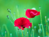 Flower, flower bud and fruit of red poppy 02 von Hajarimanitra Rambeloarivony