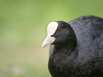 Portrait of an Eurasian coot by Hajarimanitra Rambeloarivony