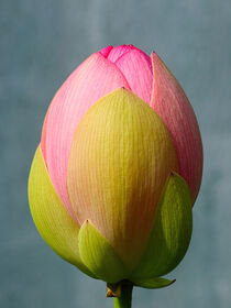 Lotus flower bud by Hajarimanitra Rambeloarivony