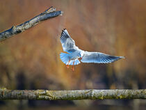 Black-headed gull - Chroicocephalus ridibundus - framed landing von Hajarimanitra Rambeloarivony