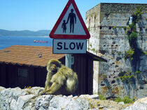 Gibraltar. Privilegierten Bewohner-Makake Affe. by li-lu