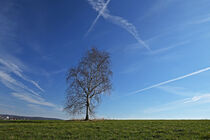 Ein Baum by Eric Fischer