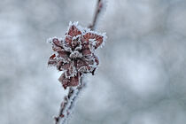 Eisblüte von Eric Fischer