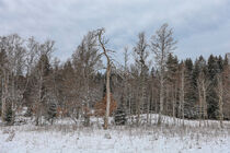 Winterlandschaft Irndorfer Hardt - Naturpark Obere Donau by Christine Horn