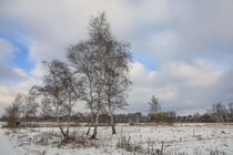 Winterlandschaft mit Birken im NSG Pfrunger-Burgweiler Ried by Christine Horn