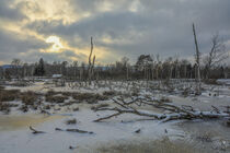 Winterliche Moorlandschaft mit Hütte und Totholz im NSG Pfrunger-Burgweiler Ried by Christine Horn