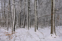 Verschneite Buchenstämme im Wald by Christine Horn