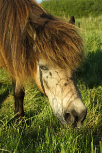 Hellbraunes Pferd mit üppigem Pony by Sabine Radtke