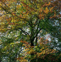 DER GOLDENE HERBST. Bunt verfärbte Blätter. by li-lu