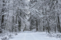 Verschneiter Winterwald bei Burg Wildenstein - Naturpark Obere Donau by Christine Horn