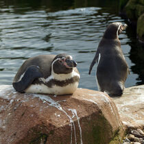 Humboldtpinguine 3 von Sabine Radtke