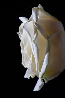 Beautiful side shot of a white rose on a black background. by Valentijn van der Hammen