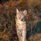 Standing-lynx-norway-2008-09-30