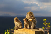 Javaneraffen (Macaca fascicularis) von Dirk Rüter