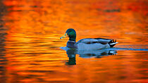 Rotes Wasser  by Stephan Gehrlein