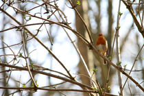 Robin In The Hood 3 by Maureen Opsomer