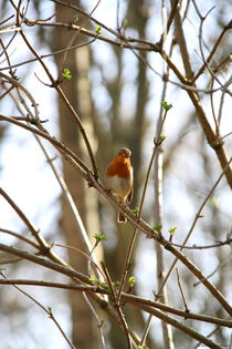 Robin In The Hood 2 von Maureen Opsomer