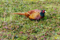 Fasan auf Baltrum von Stephan B. Schäfer