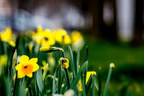 City daffodils by Michael Naegele