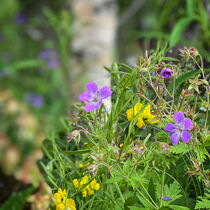 Flowers in the wood von Mona Limbodal