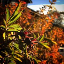 Autumn colored leaves by Mona Limbodal