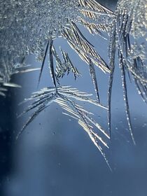 Close up iceroses  by Mona Limbodal