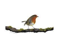 Robin Watercolour Painting von Caroline Allen