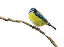 Watercolour Blue Tit by Caroline Allen