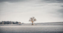 Der Winter geht by Ingo Menhard