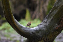 Starke Natur und Rotkelchen by Eric Fischer