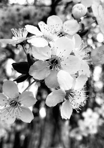 Kirschblüten  von Robert H. Biedermann
