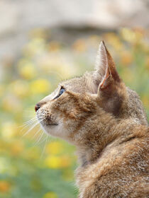 Meditierende Katze von ask-mediendesign