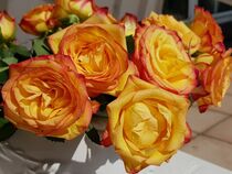 Orangefarbene Rosen von alsterimages