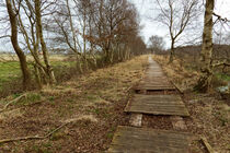 Holzpfad durch Moorgebiet in Ostfriesland von Stephan B. Schäfer