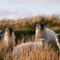 Schafe-irland
