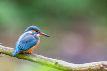 Eisvogel (Alcedo atthis) von Dirk Rüter