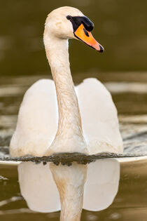 Höckerschwan (Cygnus olor) by Dirk Rüter