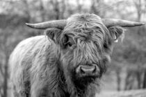 Jungbulle des schottischen Hochlandrindes in schwarz-weiss by Harald Schottner