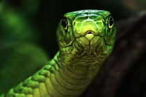 The curiosity wins - Green mamba von Manuela Kulpa