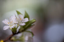 Kirschblüte von Uwe Hennig