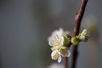 Kirschblüte von Uwe Hennig