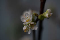 Kischblüte von Uwe Hennig