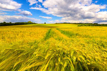 Wind im Kornfeld von Ingrid Bienias