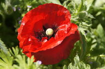 Rote Wildmohnblüte im Garten - Makrofotografie von Juana Kreßner