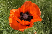 Fotografie Türkischer Mohn - leuchtend bunte Blüte - Blickfang im Garten by Juana Kreßner