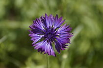 Lila schimmernde Kornblume im Garten - Centaurea cyanus 