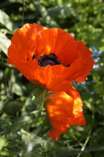 Zwei Türkische Mohnblüten - Makroaufnahme by Juana Kreßner